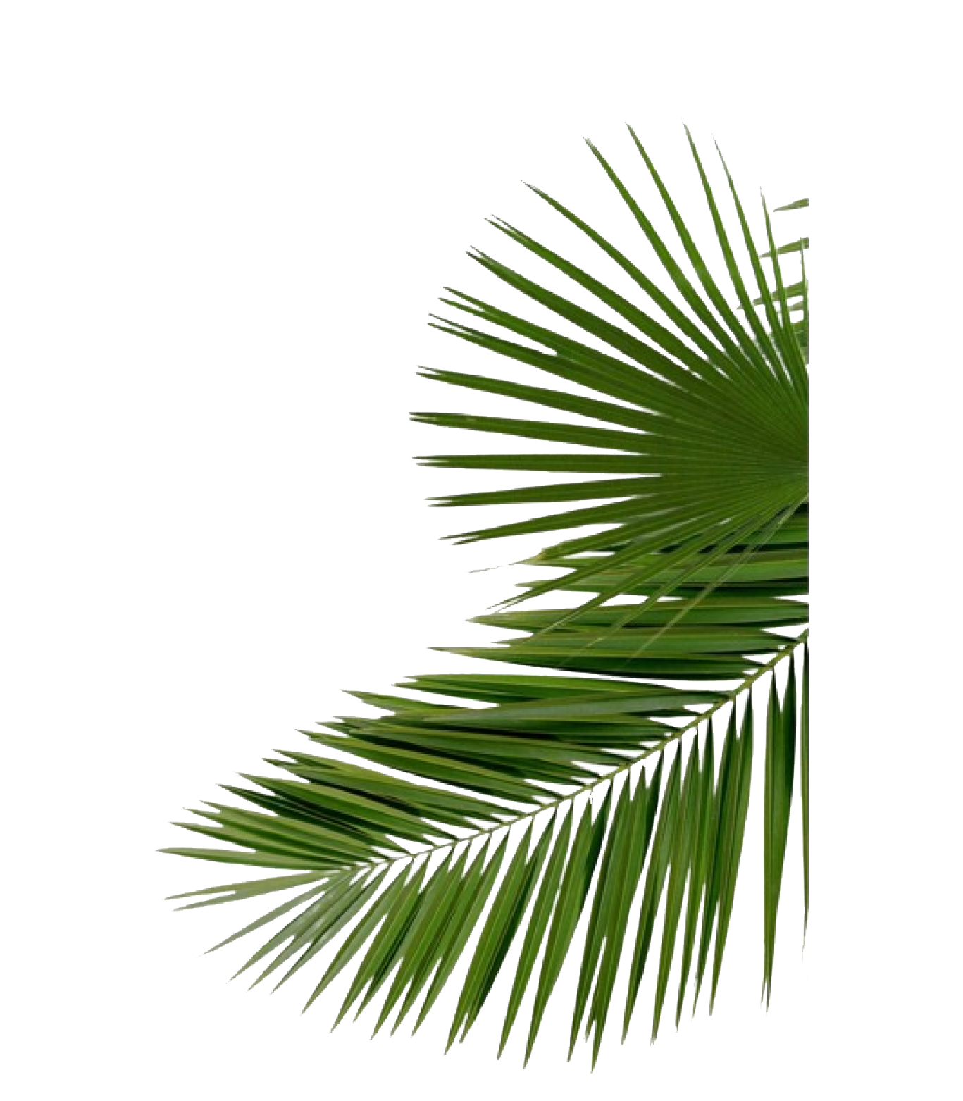 LEAVES IMAGE
